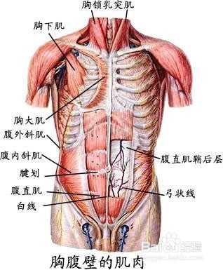 仰卧起坐,怎么做最有效
