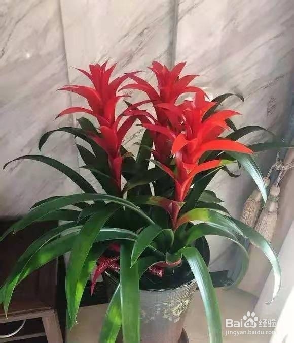 家里养盆鸿运当头,生活红红火火,顺风又顺水