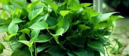 绿萝养殖需要注意什么事项?