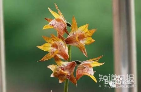100种兰花品种图鉴，花开瞬间，艳冠群芳！