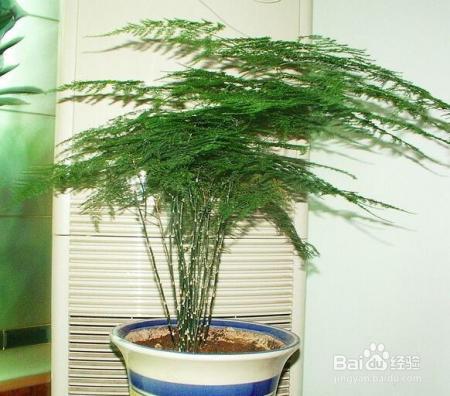 文竹黄叶不长个，学了这4招，叶子绿的滴油！