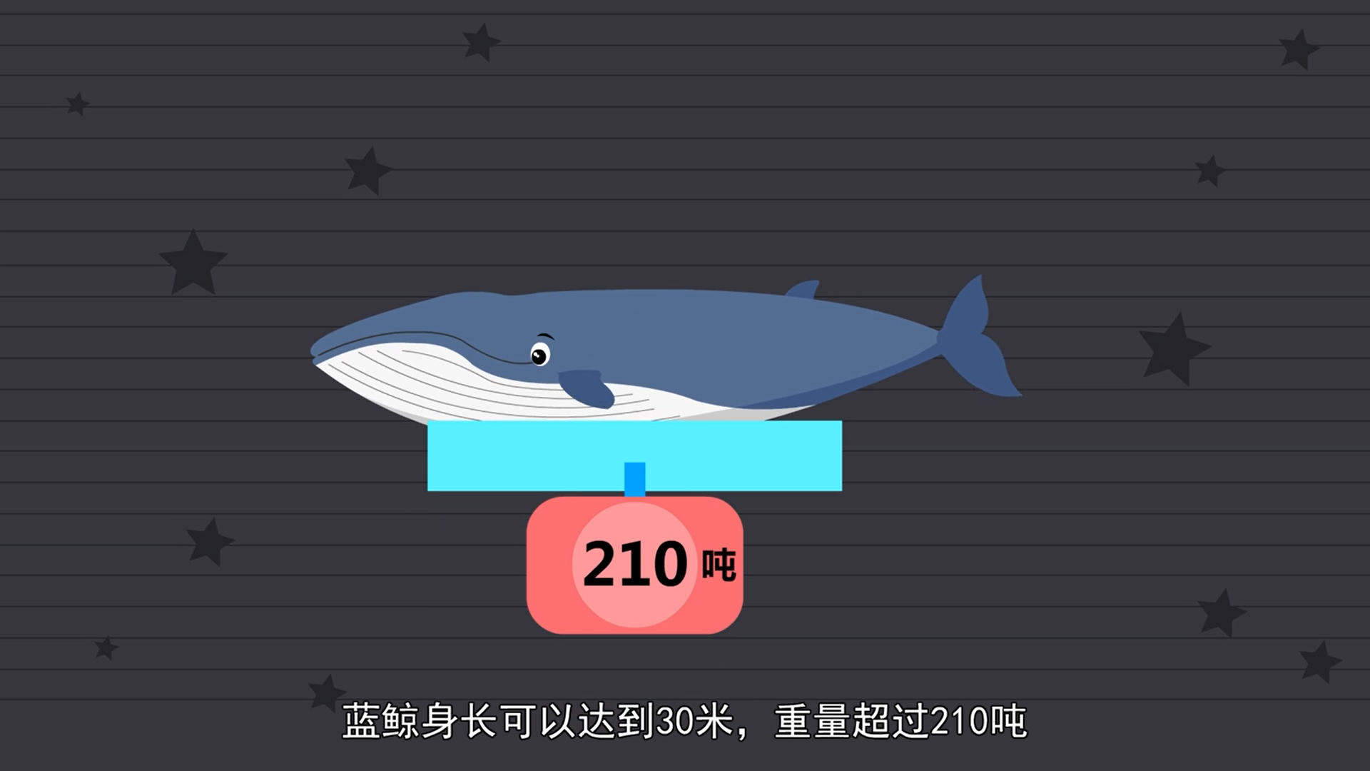 蓝鲸为什么会撞船