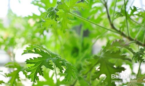 夏季屋里有蚊子应该怎么办?