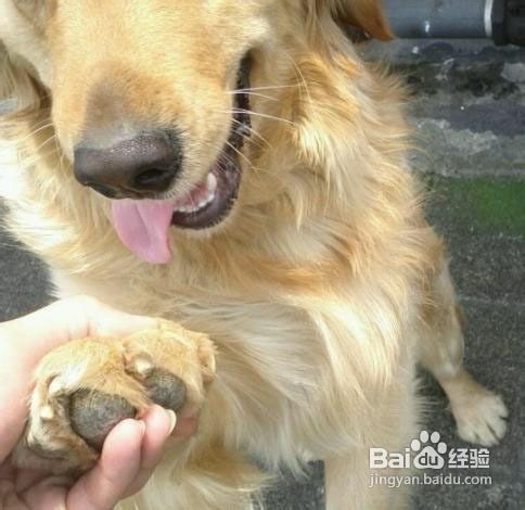 学会护理狗狗的牙齿