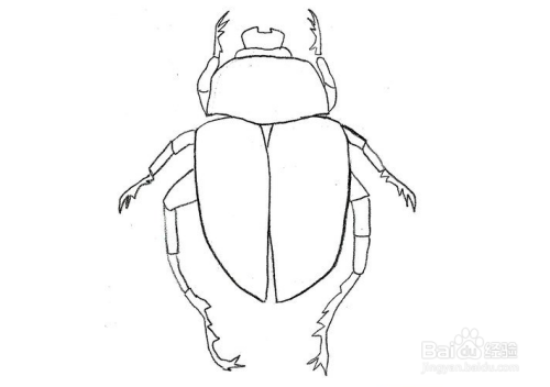 怎么画甲虫?