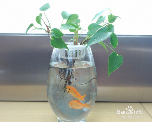 水养绿萝如何养鱼