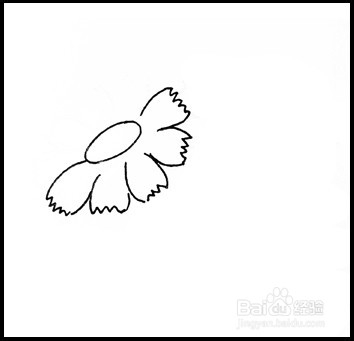 怎样画简笔画（花卉）：[8]菊花1