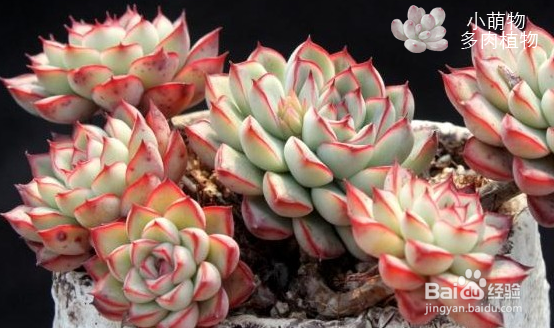 多肉植物的缓苗经验