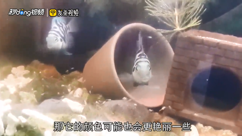 迷你鹦鹉鱼怎么分公母