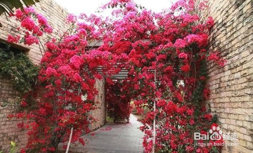 如何让三角梅爬藤