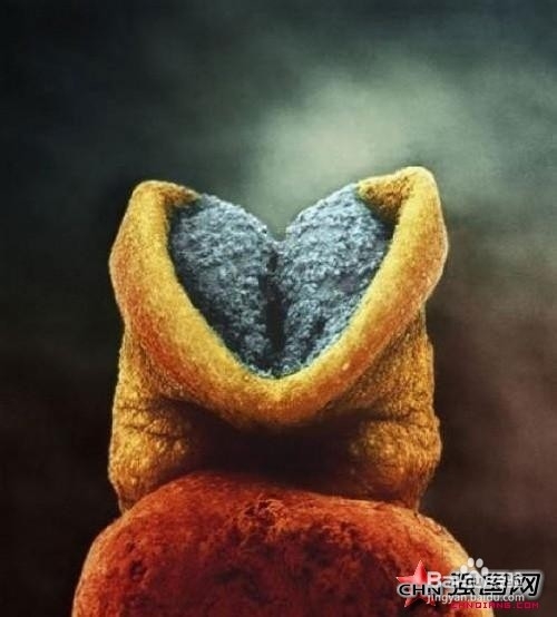 母亲怀孕时婴儿长什么样