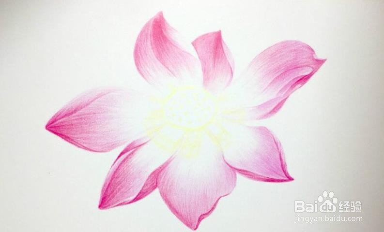 荷花怎么画素描