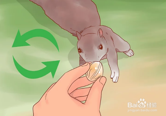 如何用手给松鼠喂食