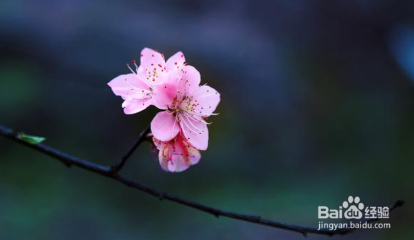 如何把小花小草拍出美感