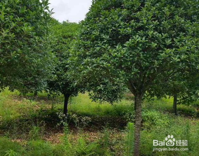 桂花冬天怎么过冬