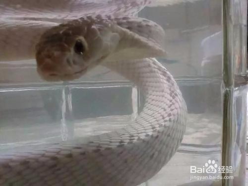 用清理过的蛇泡酒,酒质更安全吗?