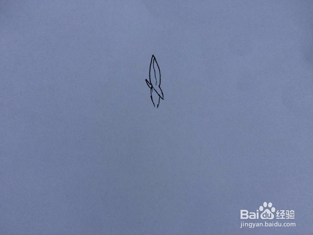 刚发芽的凤仙花的样子怎么画