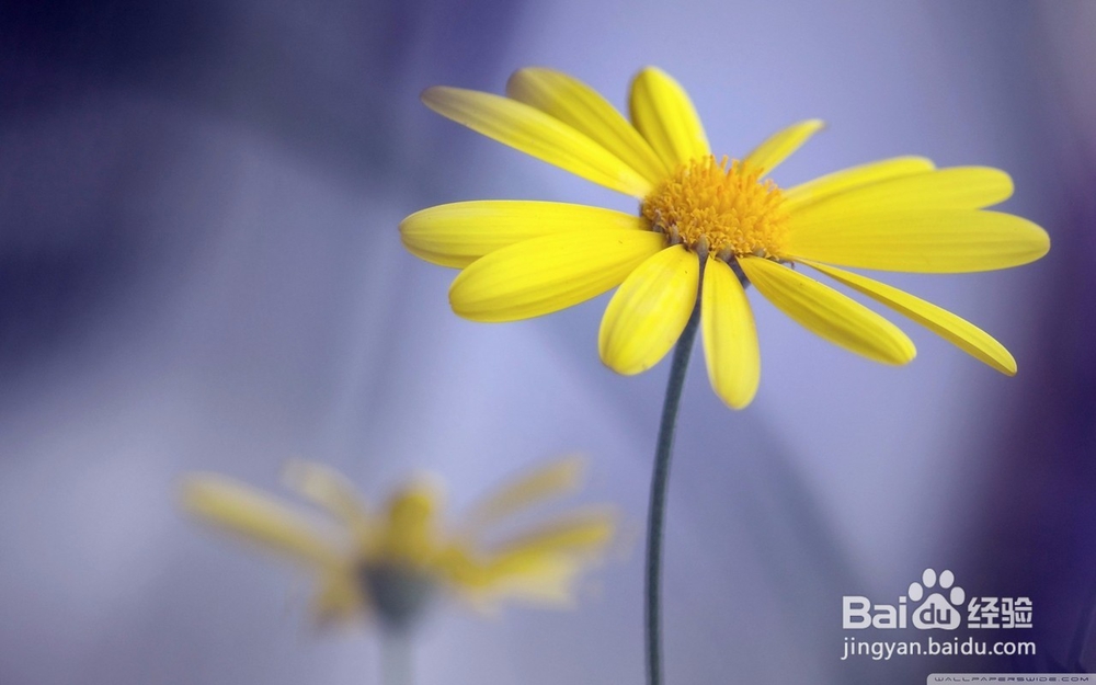 尖锐湿优造成了哪些影响