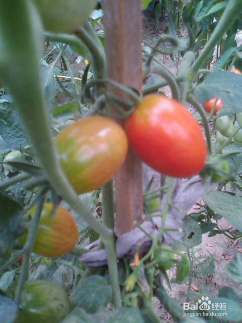 夏天多吃水果蔬菜营养减肥皮肤好好