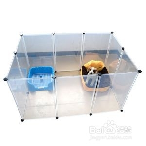 怎么引导狗狗定点大小便