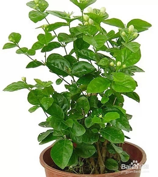 应对粉尘污染，“环保植物”有哪些？