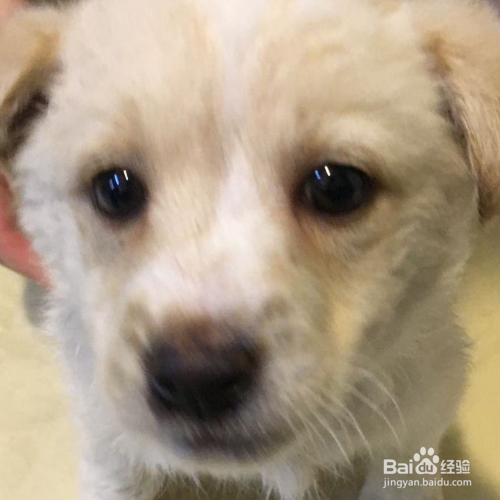 给长毛犬梳理毛发的注意事项有哪些？