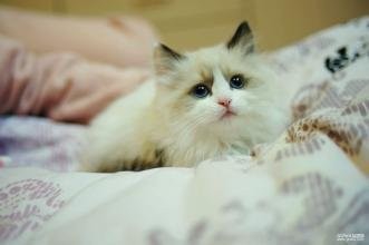 布偶猫掉毛严重怎么办