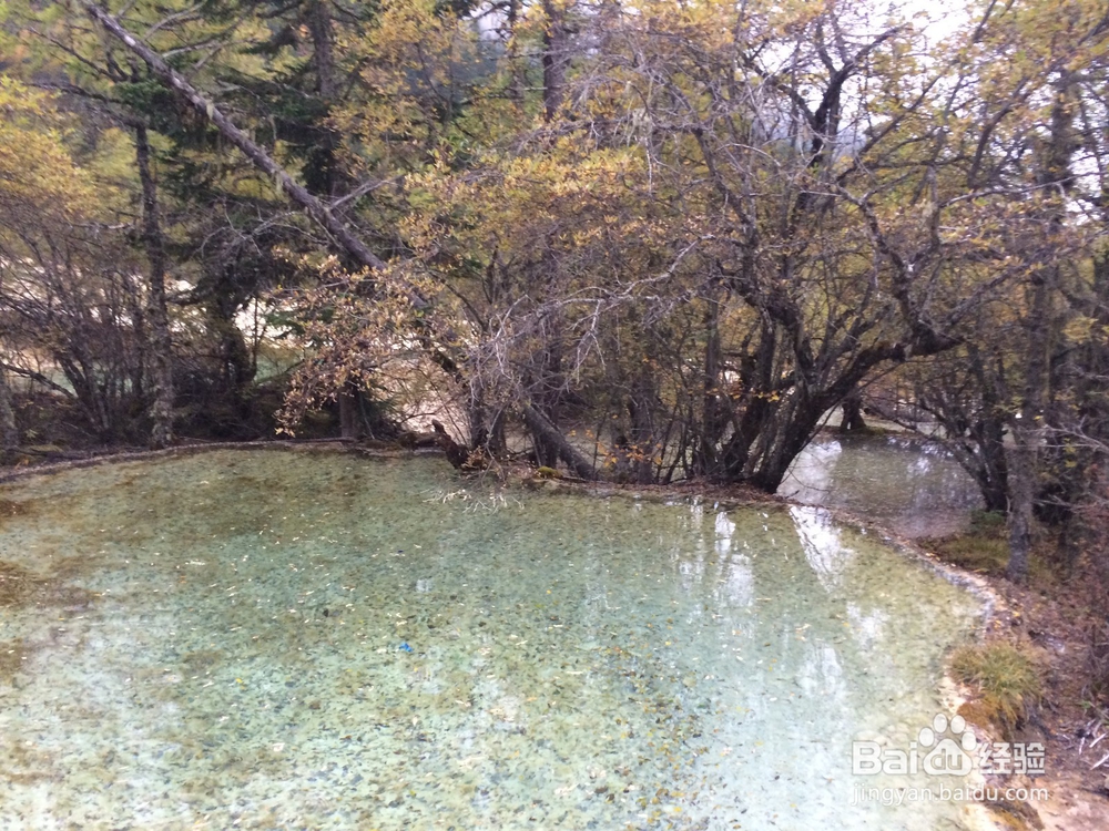 四川九寨沟、黄龙3天2夜旅游攻略