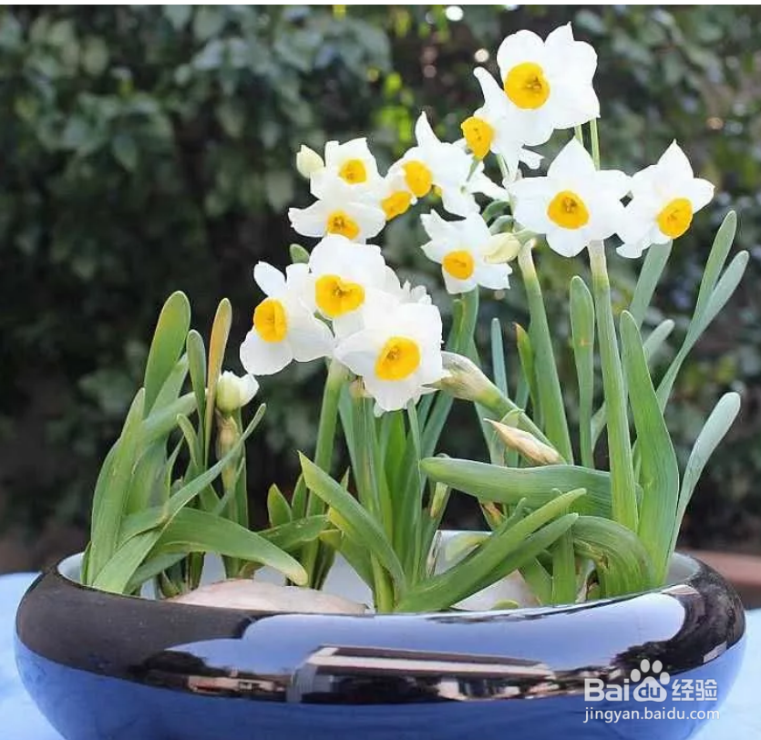 水仙只长叶不开花怎么办