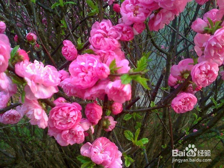 #神器#怎样把盛开的鲜花拍的更美