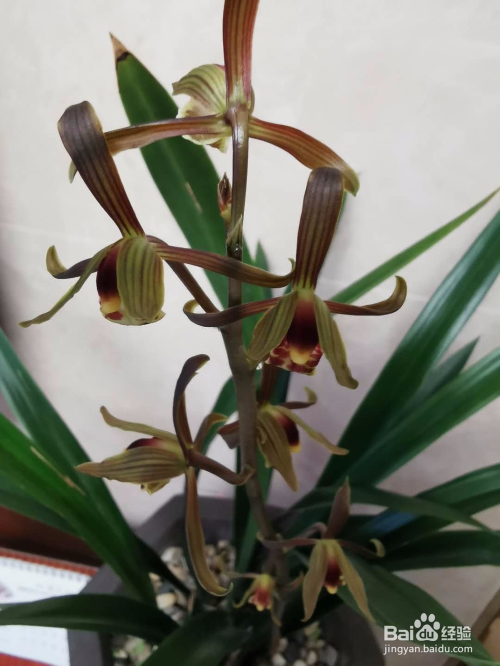 春节前种的兰花终于开花了