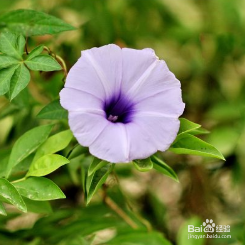 五爪金龙怎么养?