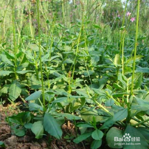 岩白菜的培育方法和注意事项