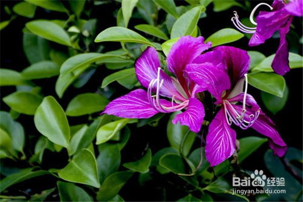 羊蹄甲的养殖小贴士