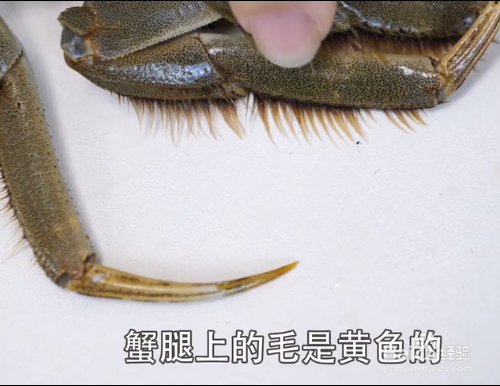 如何挑选大闸蟹才是最新鲜的？