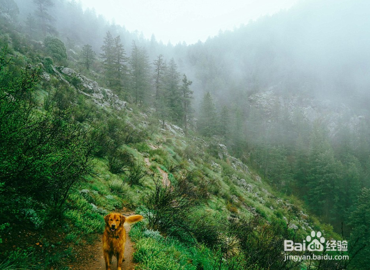 生下来就过着潇洒又让人嫉妒的狗生！世上最有艳
