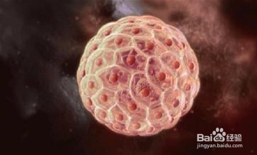 科学家发现新器官是怎么一回事?