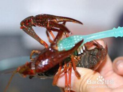 蒜泥小龙虾怎么做？