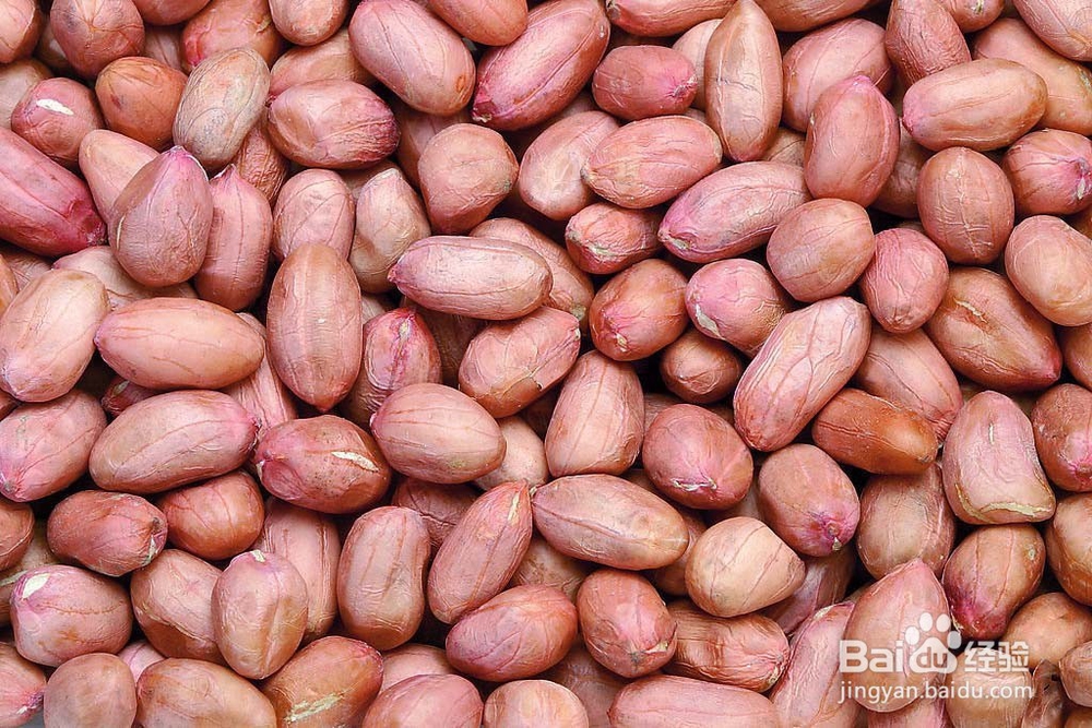 花生的全面详细介绍