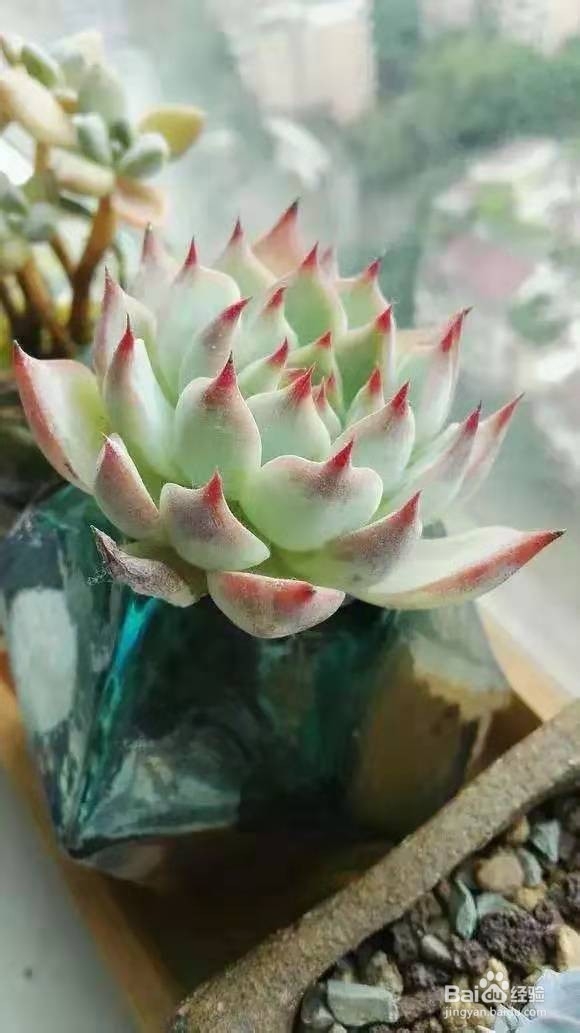 夏天多肉老烂根,丢水里能保命爆盆,越长越旺