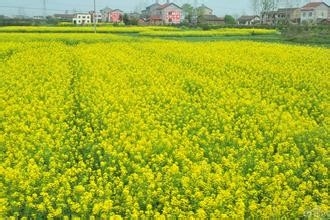 吃什么解决便秘