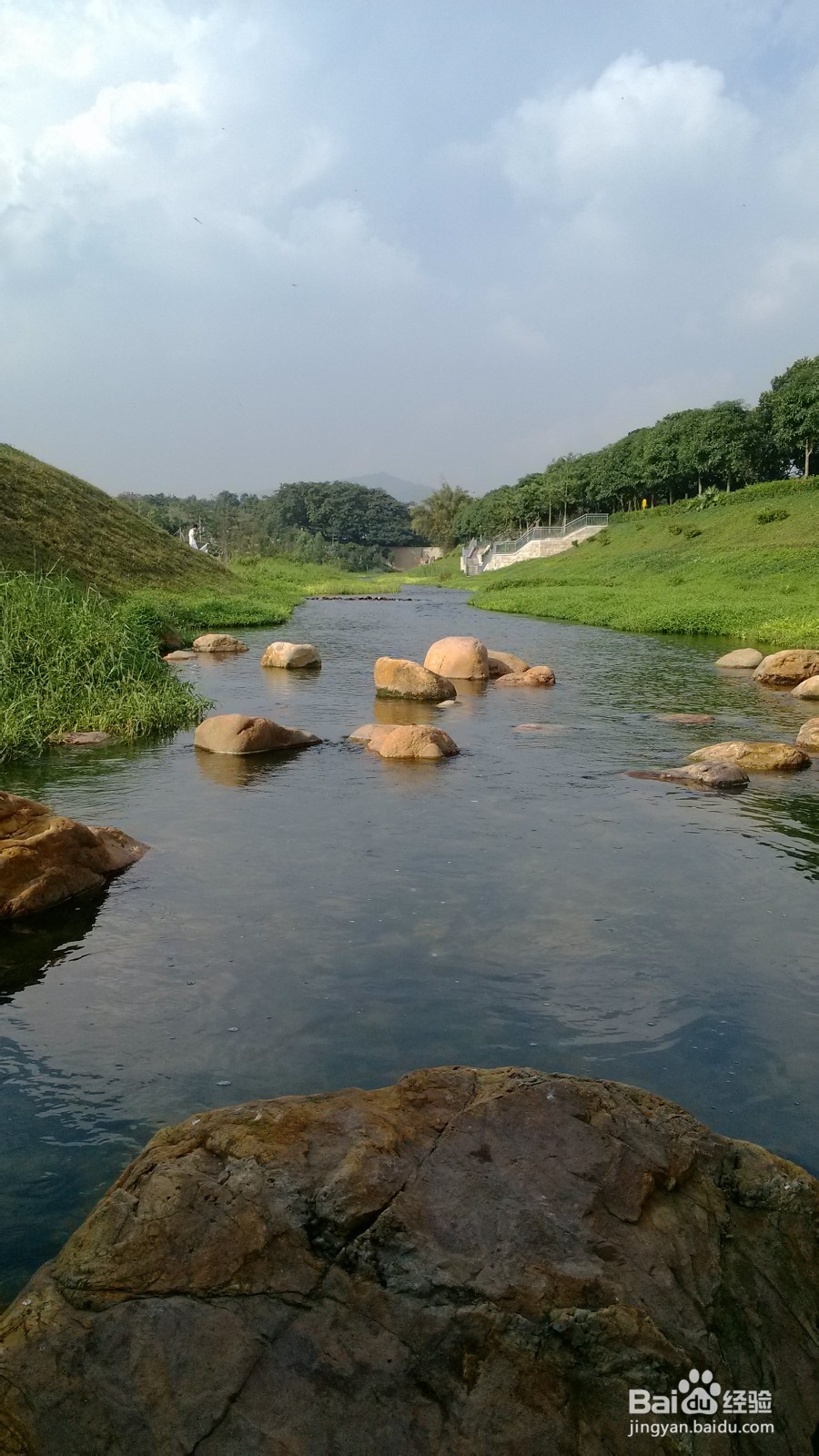 如何挑选泰迪幼犬