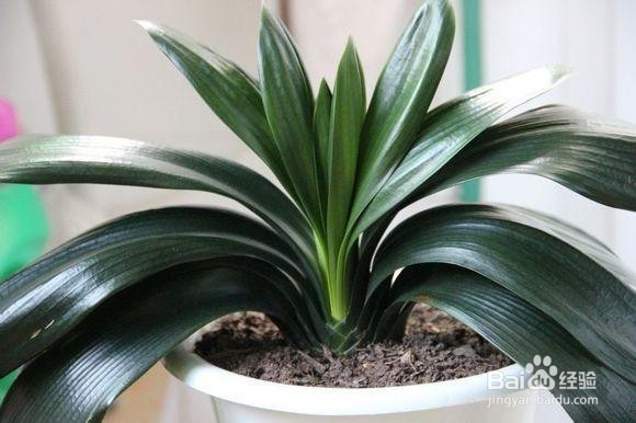 怎样浇灌君子兰