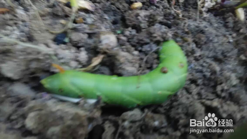 阳台花园：[22]青菜长虫怎么办虫吃菜怎么办