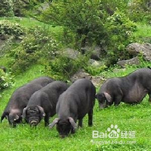 如何正确控制养猪场的温度？