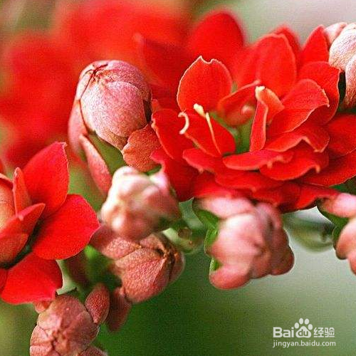 长寿花怎么养？