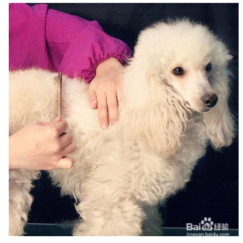 在给狗狗做美容的时候你应该注意哪些?