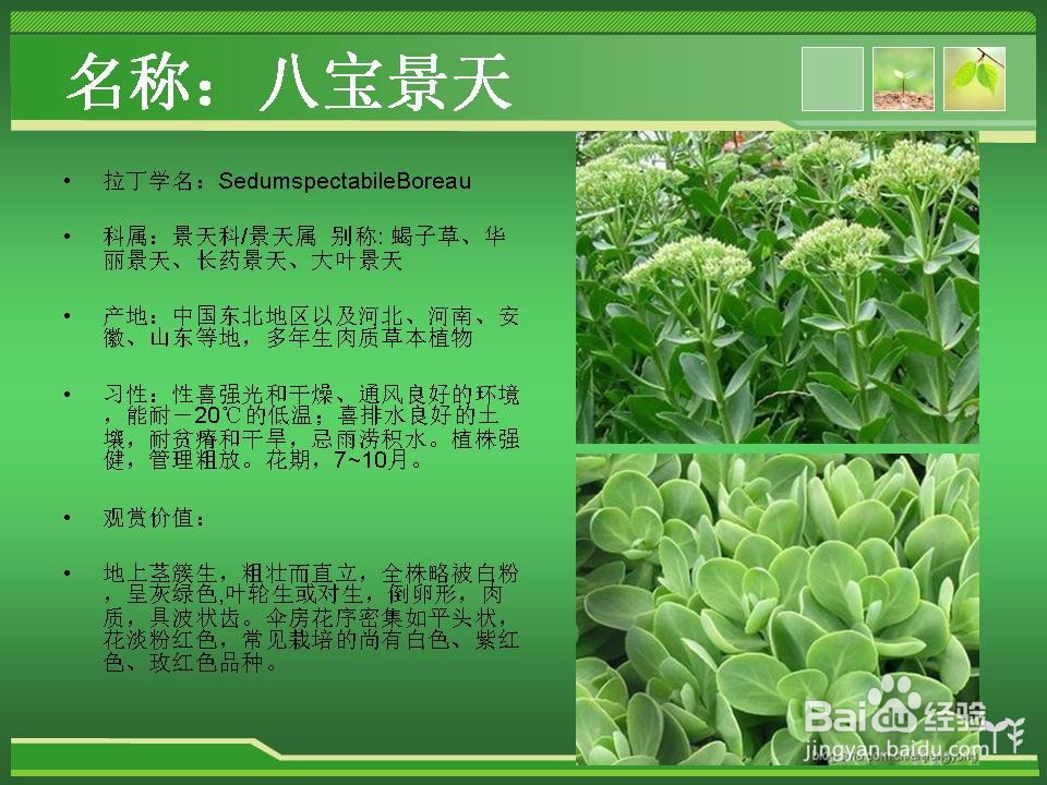 常见草花的辨认