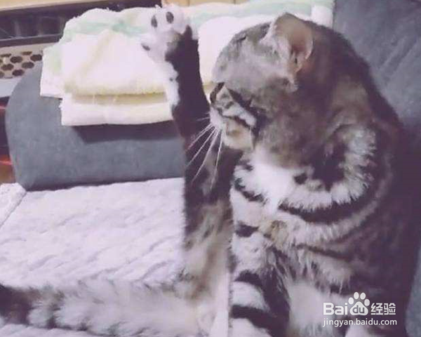 如何预防猫咪得猫藓