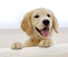 #智能#如何在电脑上打开手机软件